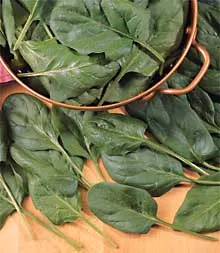 burpee spinach babys leaf burpee spinach babys leaf