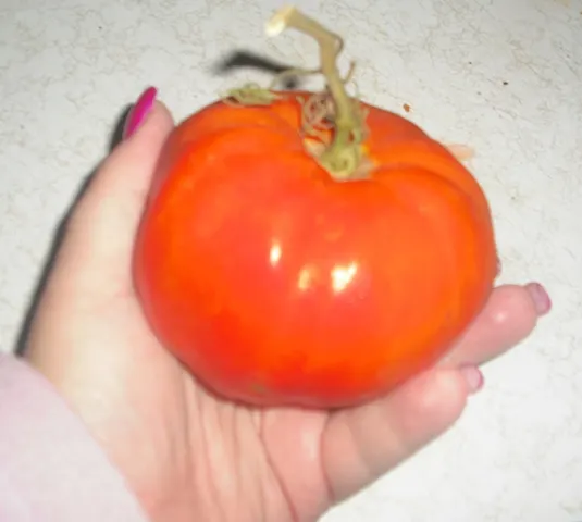ww huge tomato ww huge tomato
