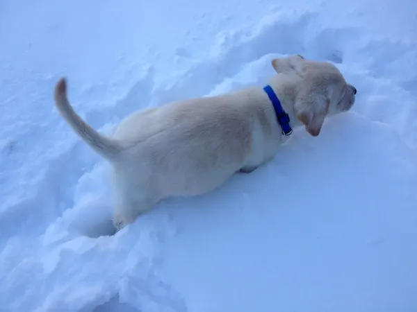 WW - Dobby's First Snow
