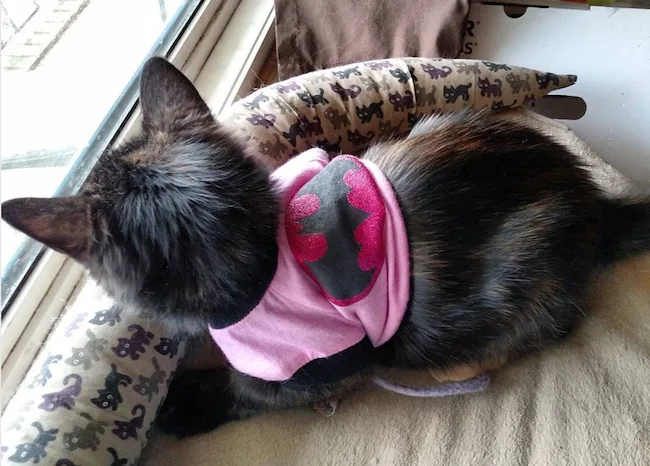 Zelda in the window