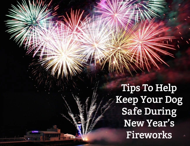 Tips To Help Keep Your Dog Safe During New Year’s Fireworks